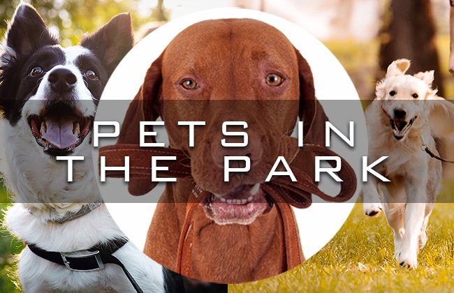 pets in the park